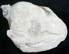 Crystal Filled Fossil Clam - Rucks Pit, FL #7864-2